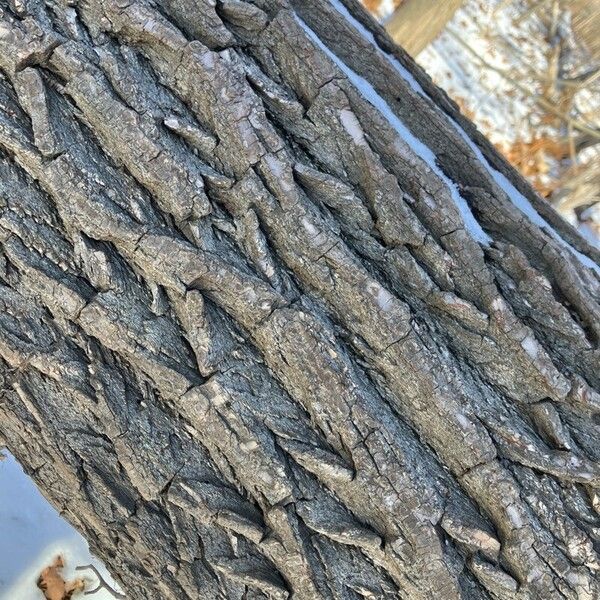 Weeping willow (Salix babylonica)