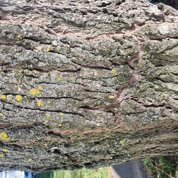 Weeping willow (Salix babylonica)