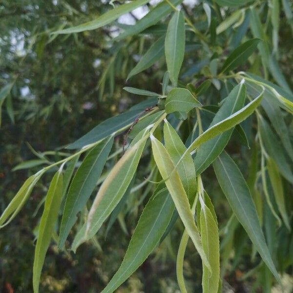 Weeping willow (Salix babylonica)