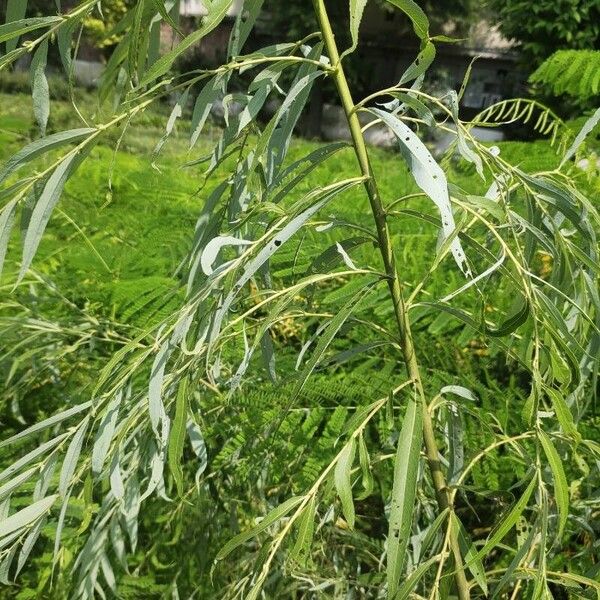 Weeping willow (Salix babylonica)