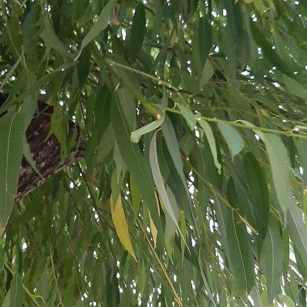 Weeping willow (Salix babylonica)