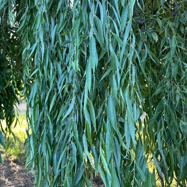 Weeping willow (Salix babylonica)