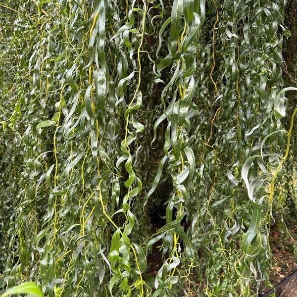 Weeping willow (Salix babylonica)