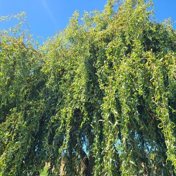 Weeping willow (Salix babylonica)