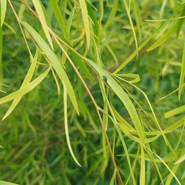 Weeping willow (Salix babylonica)