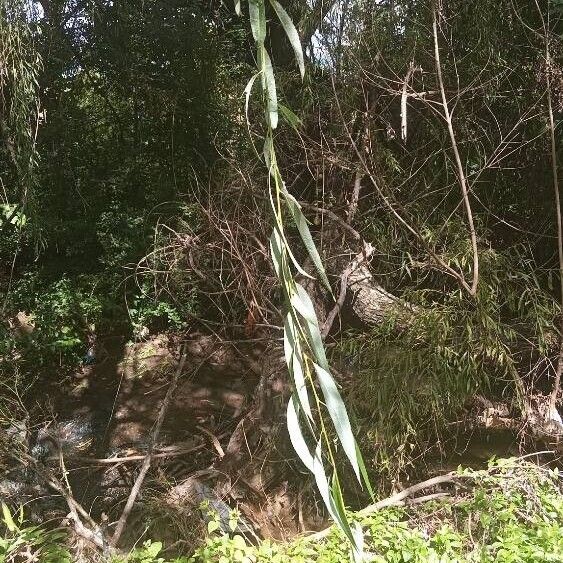 Weeping willow (Salix babylonica)