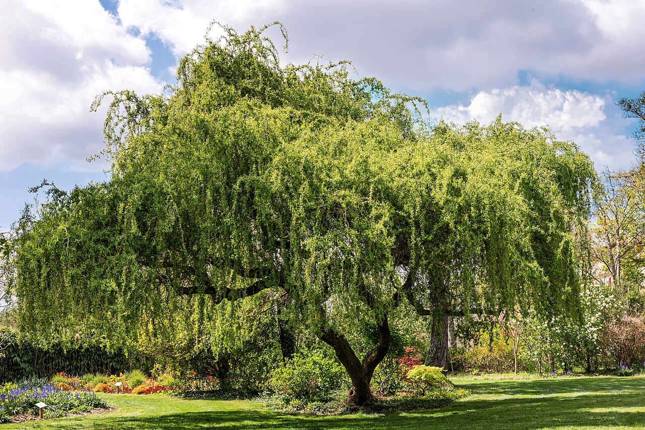 Weeping willow: Salix babylonica - Specimen in flower