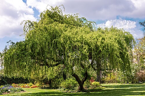 Weeping willow: Salix babylonica - Specimen in flower