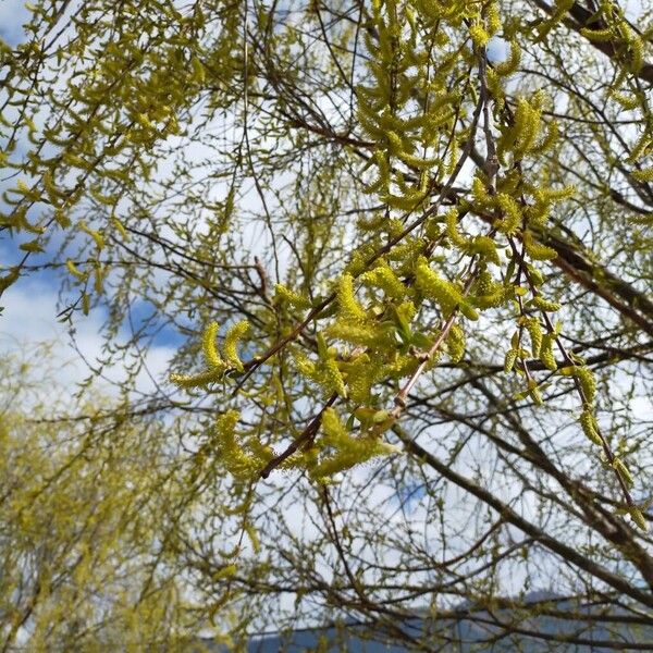 Weeping willow (Salix babylonica)