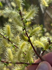 Bebb willow (Salix bebbiana)