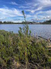 Bebb willow (Salix bebbiana)
