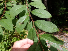 Bebb willow (Salix bebbiana)