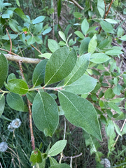 Bebb willow (Salix bebbiana)