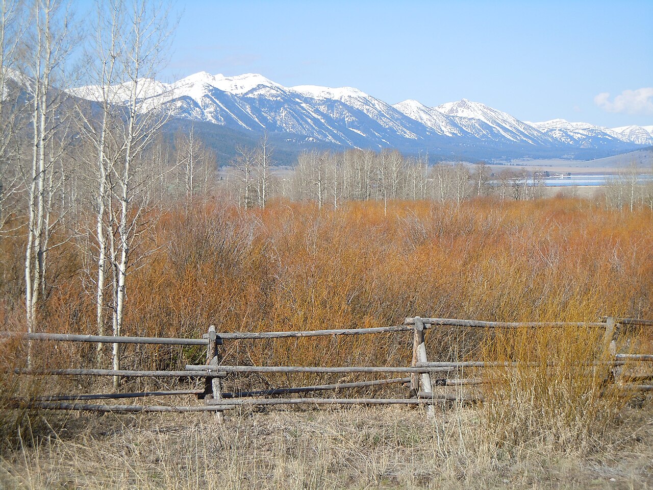 Bebb willow: The different species of willow display different twig coloration that is most pronounced during non-summer months.