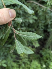 Bebb willow (Salix bebbiana)