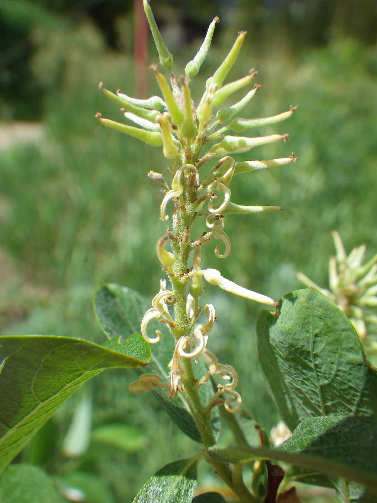 Bebb willow: Salix bebbiana