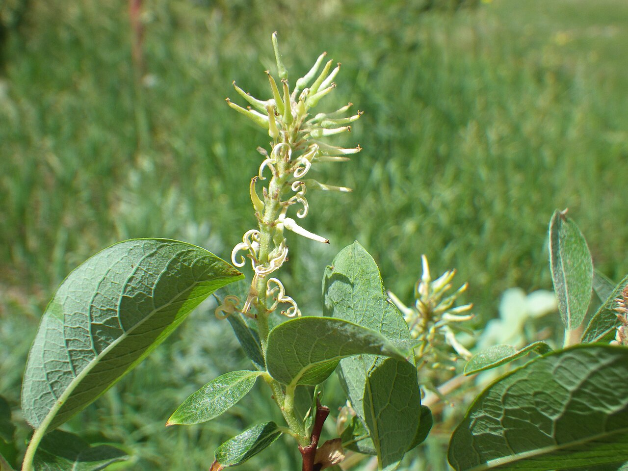 Bebb willow: The pistillate catkins of Bebb willow are distinctive in each ovary being borne from a long pedicel (note the whitish reticulate-vein undersurface of the leaf).