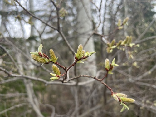 Bebb willow (Salix bebbiana)