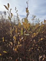 Bebb willow (Salix bebbiana)