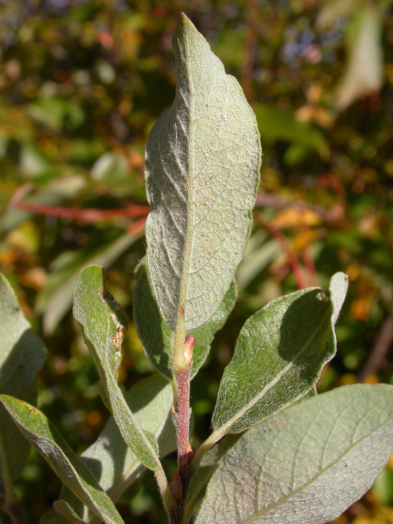 Bebb willow: The purplish hairy twig tips and leaf undersurfaces that are whitish (glaucous) and prominently reticulate are characteristic of Bebb willow.