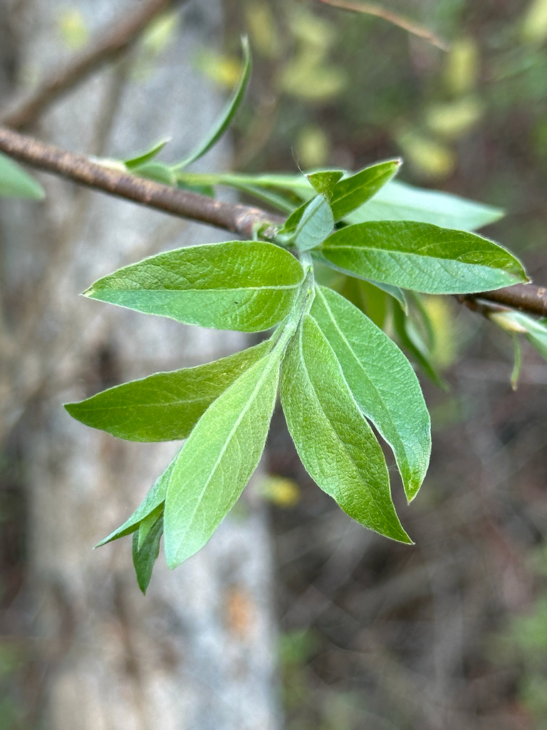 Bebb willow (Salix bebbiana)