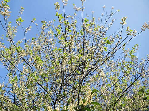 Goat willow: Sal-Weide ( Salix caprea ) in Saarbrücken mit reifen Kätzchen