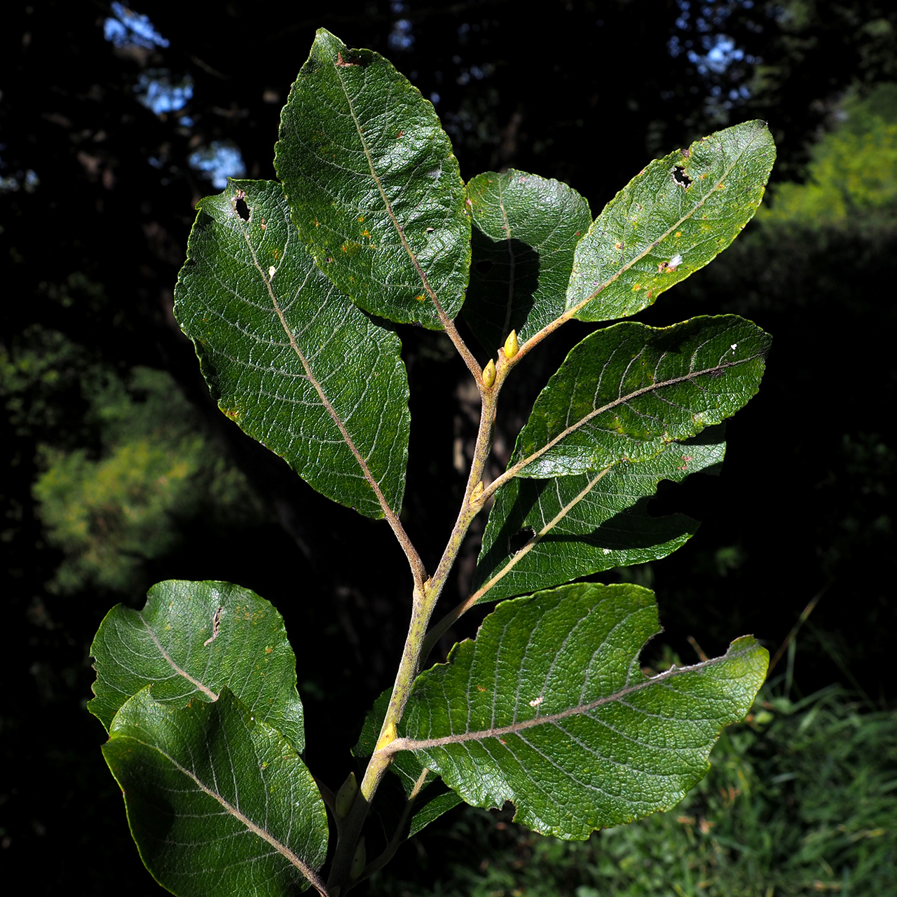 Goat willow: Salix caprea; leaves