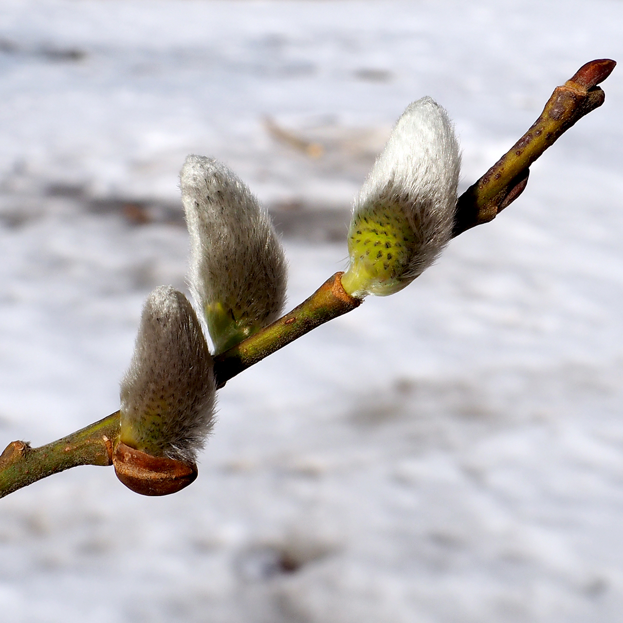 Goat willow: Salix caprea; budding male catkins
