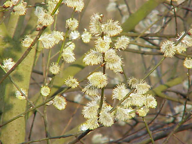 Goat willow: Species : Salix caprea Family : Salicaceae Image No. 9