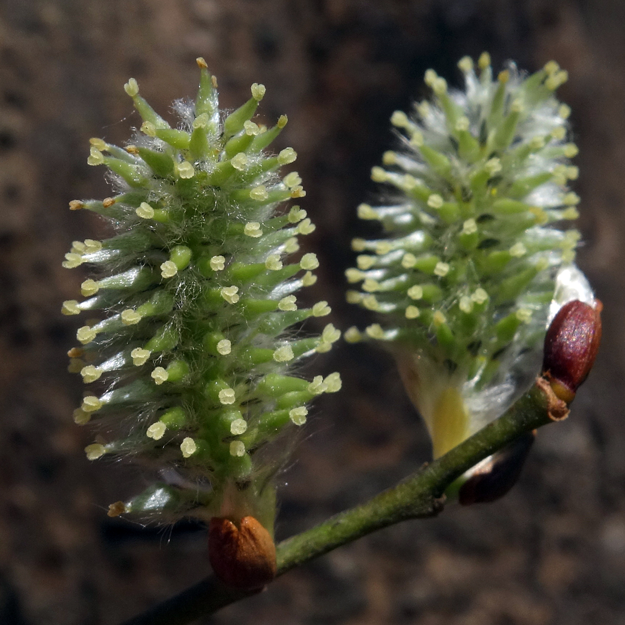 Goat willow: Salix caprea; female catkins