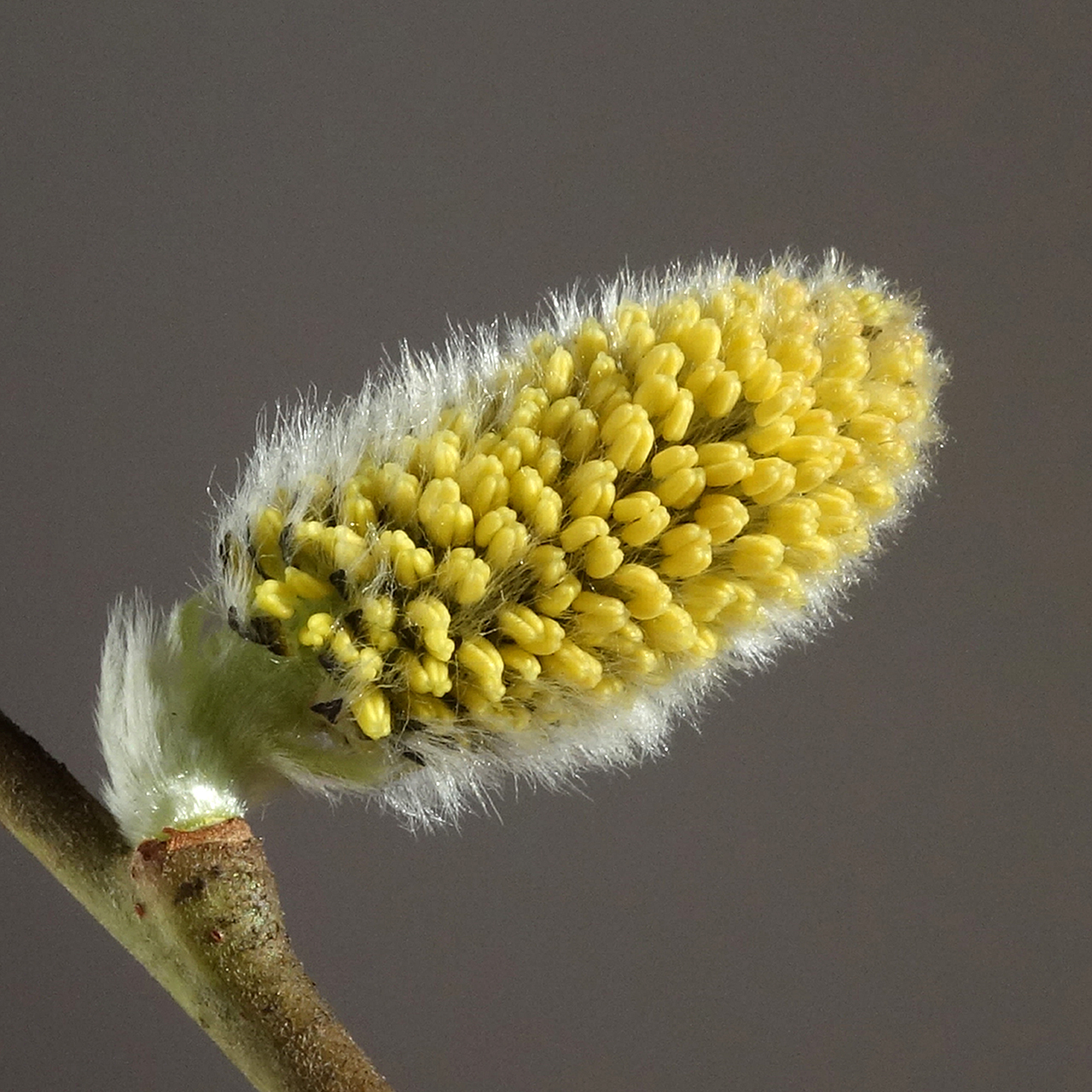 Goat willow: Salix caprea; budding male catkin