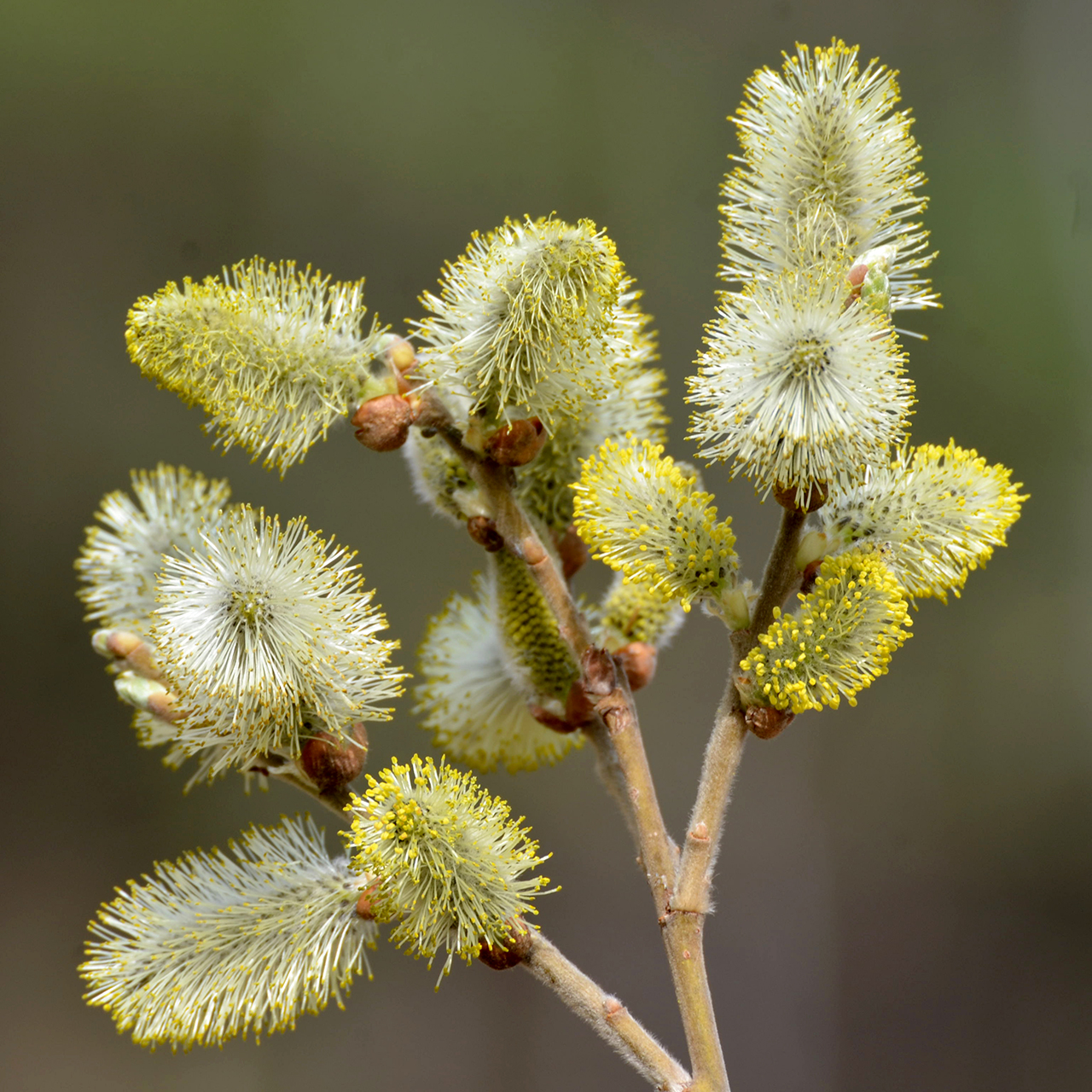 Goat willow: Salix caprea; budding male catkins