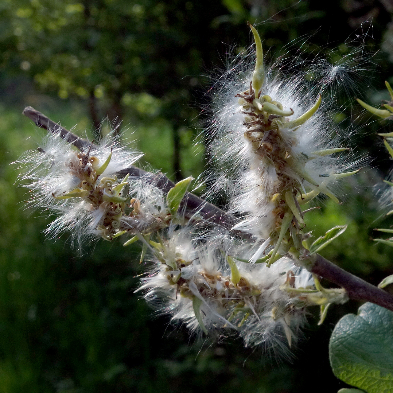 Goat willow: Salix caprea; seeds with fluff ready to disperse