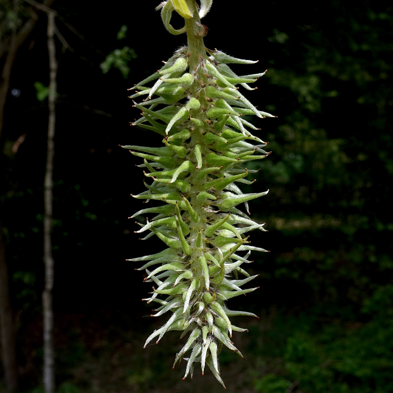 Goat willow: Salix caprea; fertilized female catkins