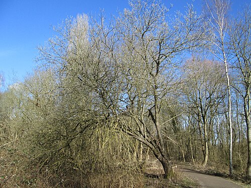 Goat willow: Sal-Weide ( Salix caprea ) im Naturschutzgebiet „St. Arnualer Wiesen“