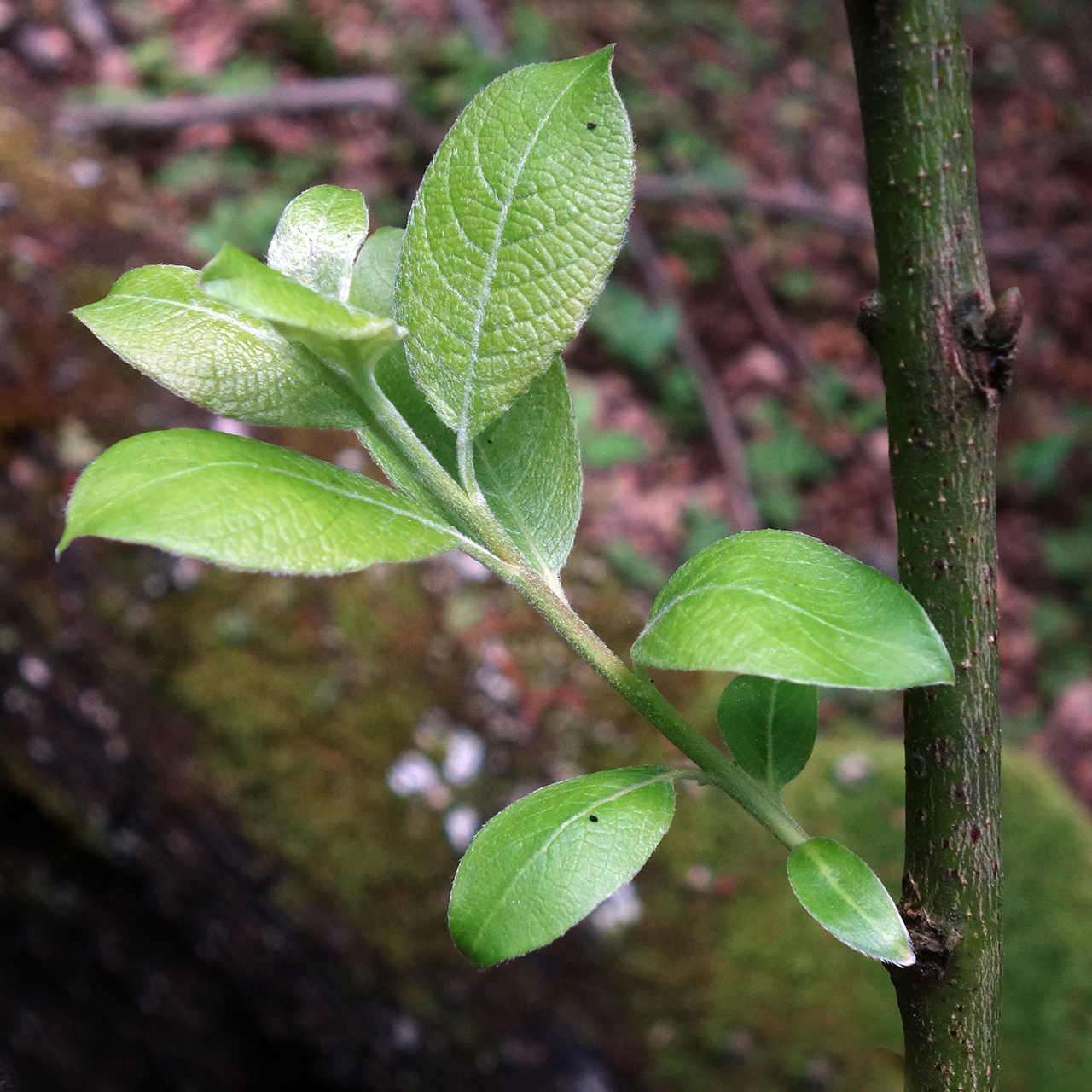 Goat willow: Salix caprea; a young shoot