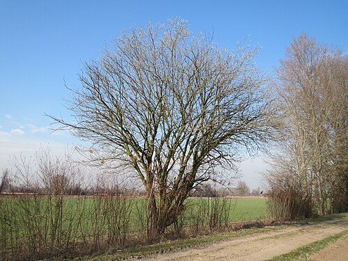 Goat willow: Sal-Weide ( Salix caprea ) im Hockenheimer Rheinbogen