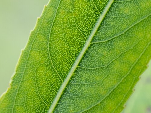 Coastal plain willow: Carolina willow ( Salix caroliniana ) in the United States