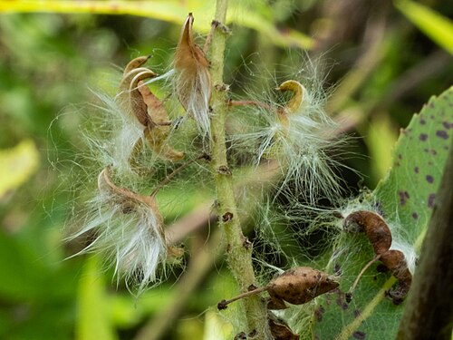 Coastal plain willow: Carolina willow ( Salix caroliniana ) in the United States