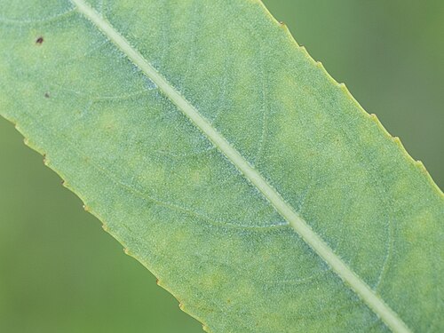 Coastal plain willow: Carolina willow ( Salix caroliniana ) in the United States