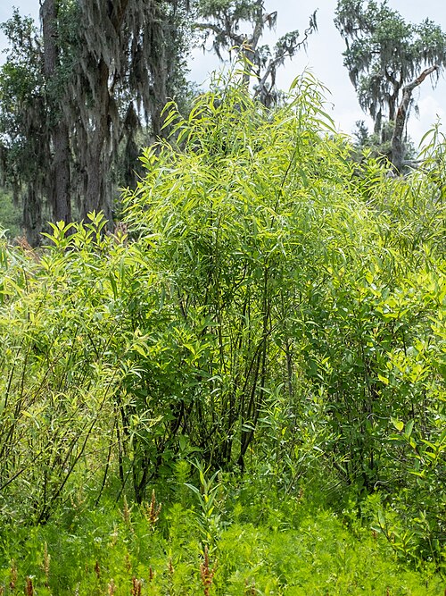 Coastal plain willow: Carolina willow ( Salix caroliniana ) in the United States