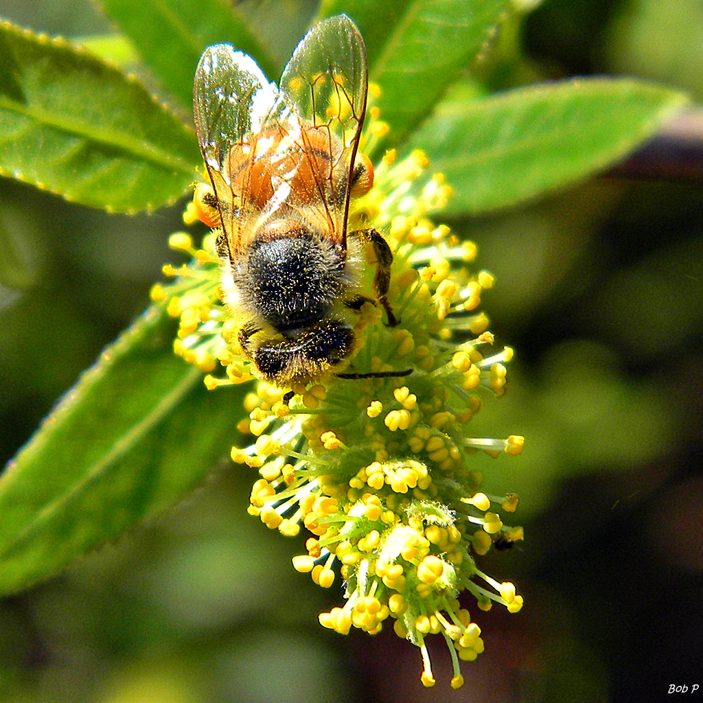 Coastal plain willow: Salix caroliniana , abeille sur chaton mâle, Palm Beach, Floride, USA.