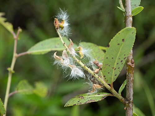 Coastal plain willow: Carolina willow ( Salix caroliniana ) in the United States