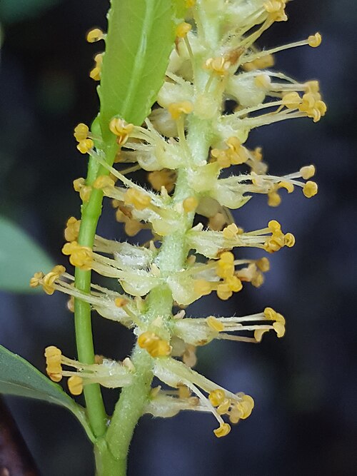 Coastal plain willow: Carolina willow ( Salix caroliniana ) in the United States