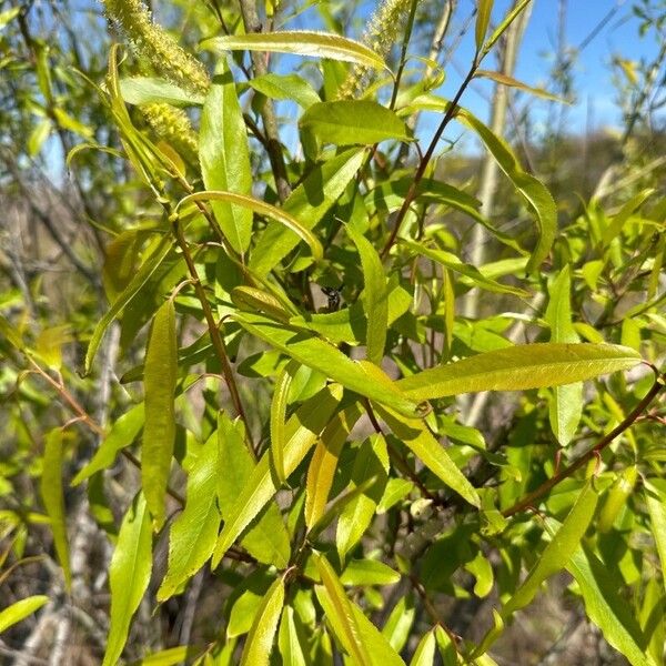 Coastal plain willow (Salix caroliniana)