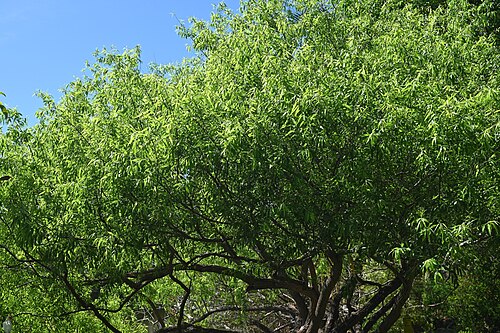 Coastal plain willow: Salix caroliniana in the Fairchild Tropical Botanic Garden, Miami