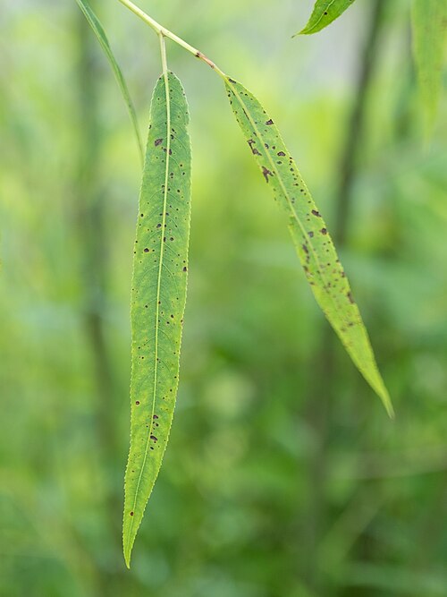 Coastal plain willow: Carolina willow ( Salix caroliniana ) in the United States