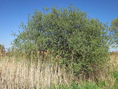 Grey willow: Asch-Weide ( Salix cinerea ) im Hockenheimer Rheinbogen
