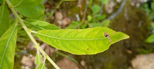 Grey willow (Salix cinerea)