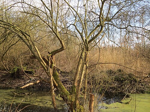 Grey willow: Asch-Weide ( Salix cinerea ) im Hockenheimer Rheinbogen